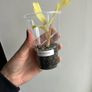 Philodendron Malay Gold Image 2