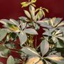 Plant Image 3