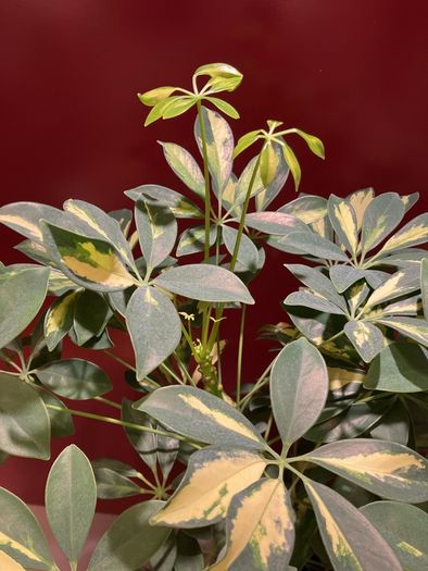 Plant