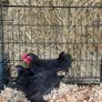 pekin bantams Image 8