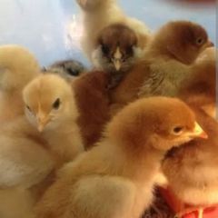 Week old heritage Rhode island red chicks