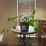 hanging plant Image 7