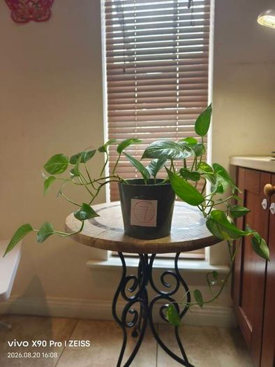 hanging plant