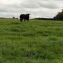 Show heifers Image 7