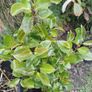 Camellia Image 2
