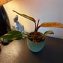 Plant Image 3