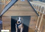 Large Dog Kennels