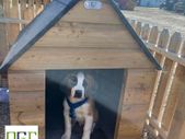 Large Dog Kennels