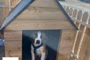 Large Dog Kennels
