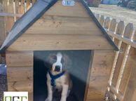 main image for ad Large Dog Kennels