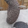 Wicker garden seat for sale Image 6