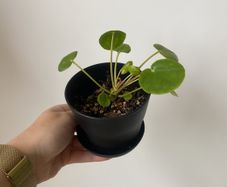 Pilea peperomioides, the Chinese money plant
