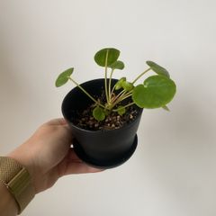 Pilea peperomioides, the Chinese money plant