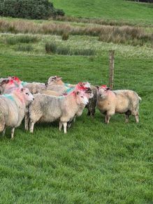 Crossbred lambs