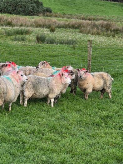 Crossbred lambs