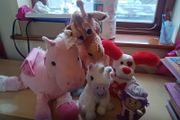 Teddys