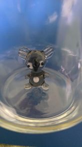 Koala Glass cup