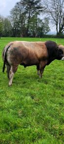 Bull