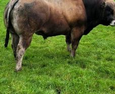 Bull