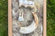 1 Rare Wild Boar Fossil Tooth Set