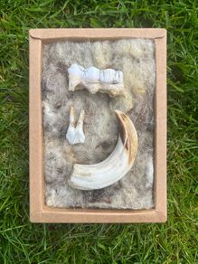 1 Rare Wild Boar Fossil Tooth Set