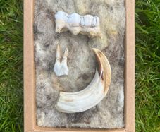 1 Rare Wild Boar Fossil Tooth Set
