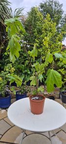 Fig Tree