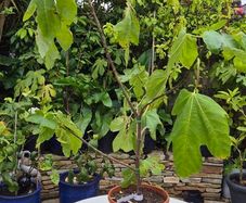 Fig Tree