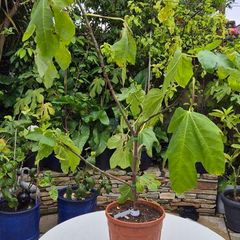 Fig Tree