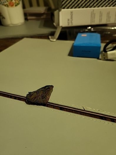 Kyanite crystal specimen