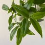 Plant / Houseplant  Tradescantia Fluminensis Green Hill Image 4