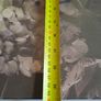 Floral Large Stretched Canvas Image 3