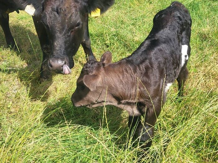 Aa Heifer With Bull Calf At Foot