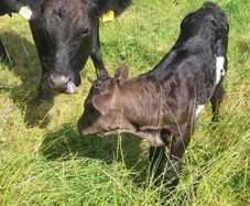 Aa Heifer With Bull Calf At Foot