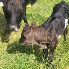 Aa Heifer With Bull Calf At Foot