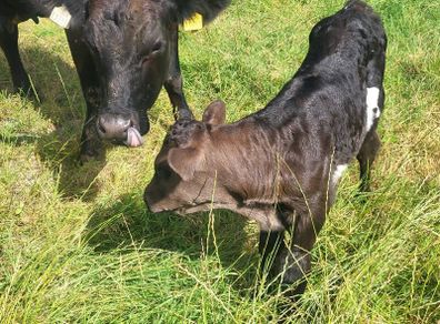 Aa Heifer With Bull Calf At Foot