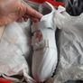 Lonsdale white shoes 6 Image 3