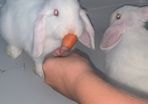 rabbits