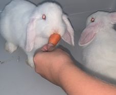 rabbits