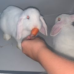 rabbits