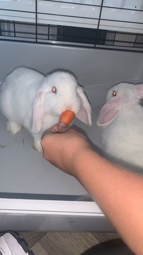 rabbits