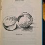 Fifty Sea Shells From. Herm Island. By Jill. S. Kendrick. Image 9
