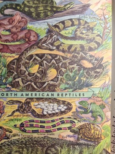 The Standard Book of Essential Knowledge