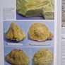 Limestone Isle in a Crystal Sea: The Geology of the Maltese Islands Image 2