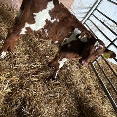 12 super fr bull Calfs