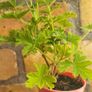 Geranium  lemon. Scented plant. Image 4