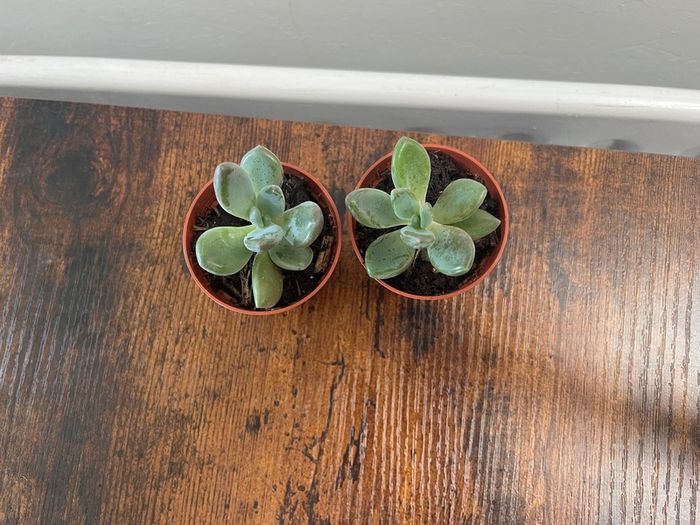Mini succulent house plant