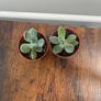 Mini succulent house plant Image 2