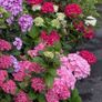Hydrangea Image 3