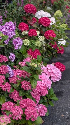 Hydrangea